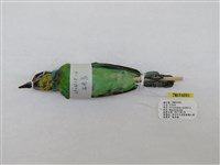 藏品(五色鳥)的圖片